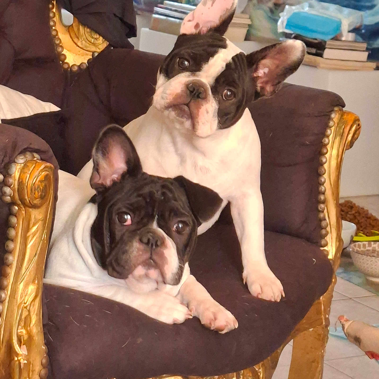 Shirel Romi participe au concours pour gagner de l'argent avec cette photo : animal, black_and_white, book, chair, cozy, cushion, cute, dog, ears, floor, french_bulldog, fur, golden, indoor, living_room, looking_up, ornate, pet, puppy, tiles