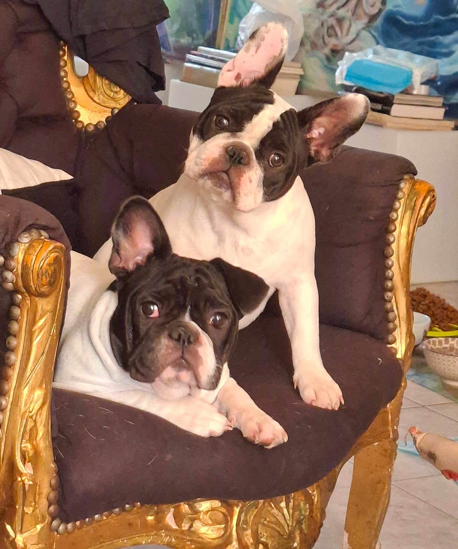 Shirel Romi participe au concours pour gagner de l'argent avec cette photo : animal, black_and_white, book, chair, cozy, cushion, cute, dog, ears, floor, french_bulldog, fur, golden, indoor, living_room, looking_up, ornate, pet, puppy, tiles