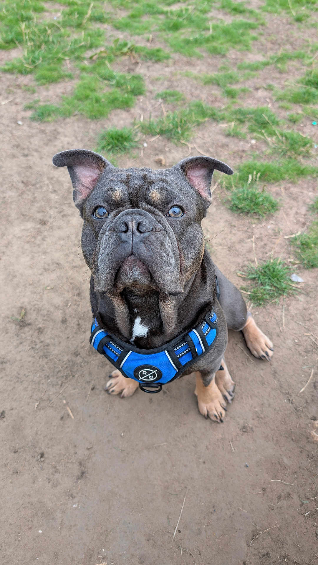 Hugo