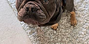 Hugo joined the competition — help win amazing prizes! dog, french_bulldog, pet, indoor, carpet, rug, curious, brown, small_dog, ears, face, looking_up, animal, companion, cute, domestic, floor, paw, snout, whiskers