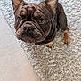 dog, french_bulldog, pet, indoor, carpet, rug, curious, brown, small_dog, ears, face, looking_up, animal, companion, cute, domestic, floor, paw, snout, whiskers