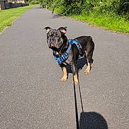 Hugo joined the competition — help win amazing prizes! dog, leash, harness, pavement, shadow, greenery, trees, sky, sunlight, outdoor, path, residential, nature, canine, pet, walking, summer, blue, animal, sidewalk