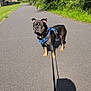 dog, leash, harness, pavement, shadow, greenery, trees, sky, sunlight, outdoor, path, residential, nature, canine, pet, walking, summer, blue, animal, sidewalk