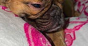 Marcelo joined the competition — help win amazing prizes! animal, bed, blanket, brown_fur, close_up, cozy, cute, dog, indoors, paw, pet, photography, portrait, pug, puppy, resting, side_eye, sleeping, sleepy, wrinkled_face