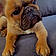 Marcelo