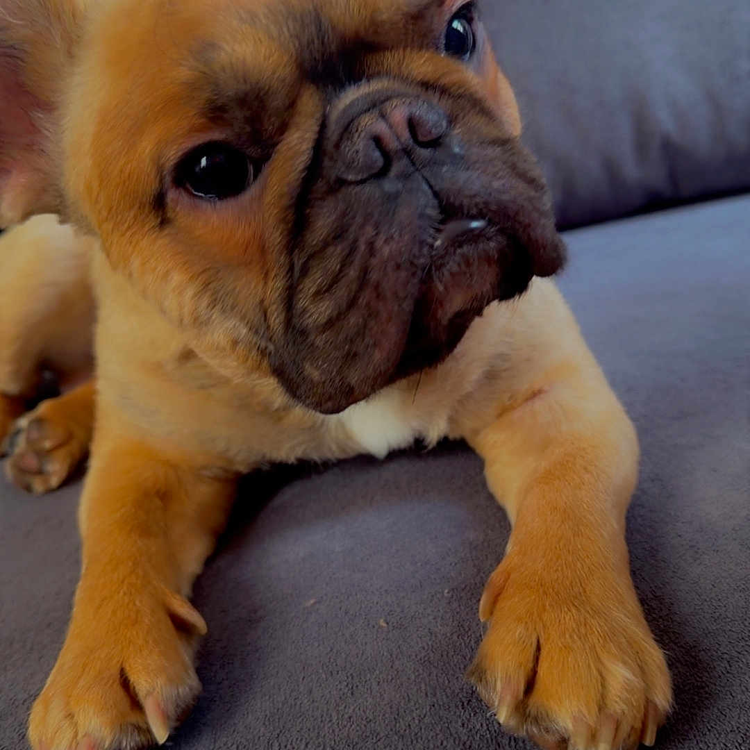 Marcelo is registered to the contest to win money with this photo: dog, french_bulldog, puppy, pet, animal, canine, wrinkles, ears, eyes, muzzle, paws, short_coat, brown_fur, sitting, lying_down, couch, indoor, portrait, close_up, cute
