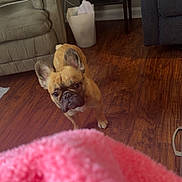 Marcelo joined the competition — help win amazing prizes! animal, brown_coat, dog, french_bulldog, furniture, hardwood_floor, home, indoor, living_room, looking_at_camera, pet, photography, pink_blanket, portrait, recliner, side_table, sitting, tissue_box, upright_ears, wrinkled_face
