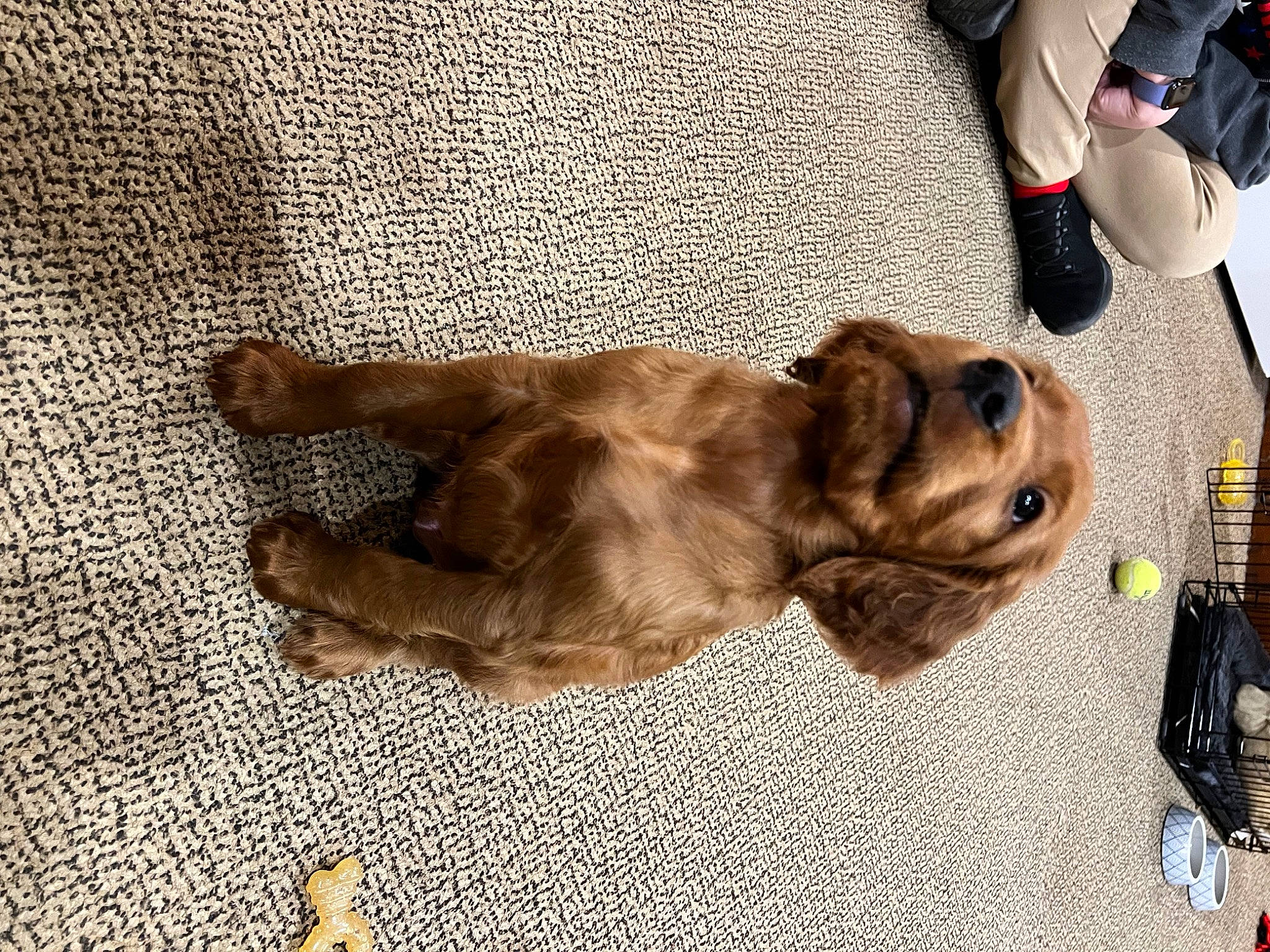 Finnegan joined the competition — help win amazing prizes! canidae, carnivore, collar, comfort, companion_dog, dog, dog_breed, dog_collar, fawn, flooring, foot, fur, leash, liver, paw, pug, sporting_group, tail, working_animal, wrinkle