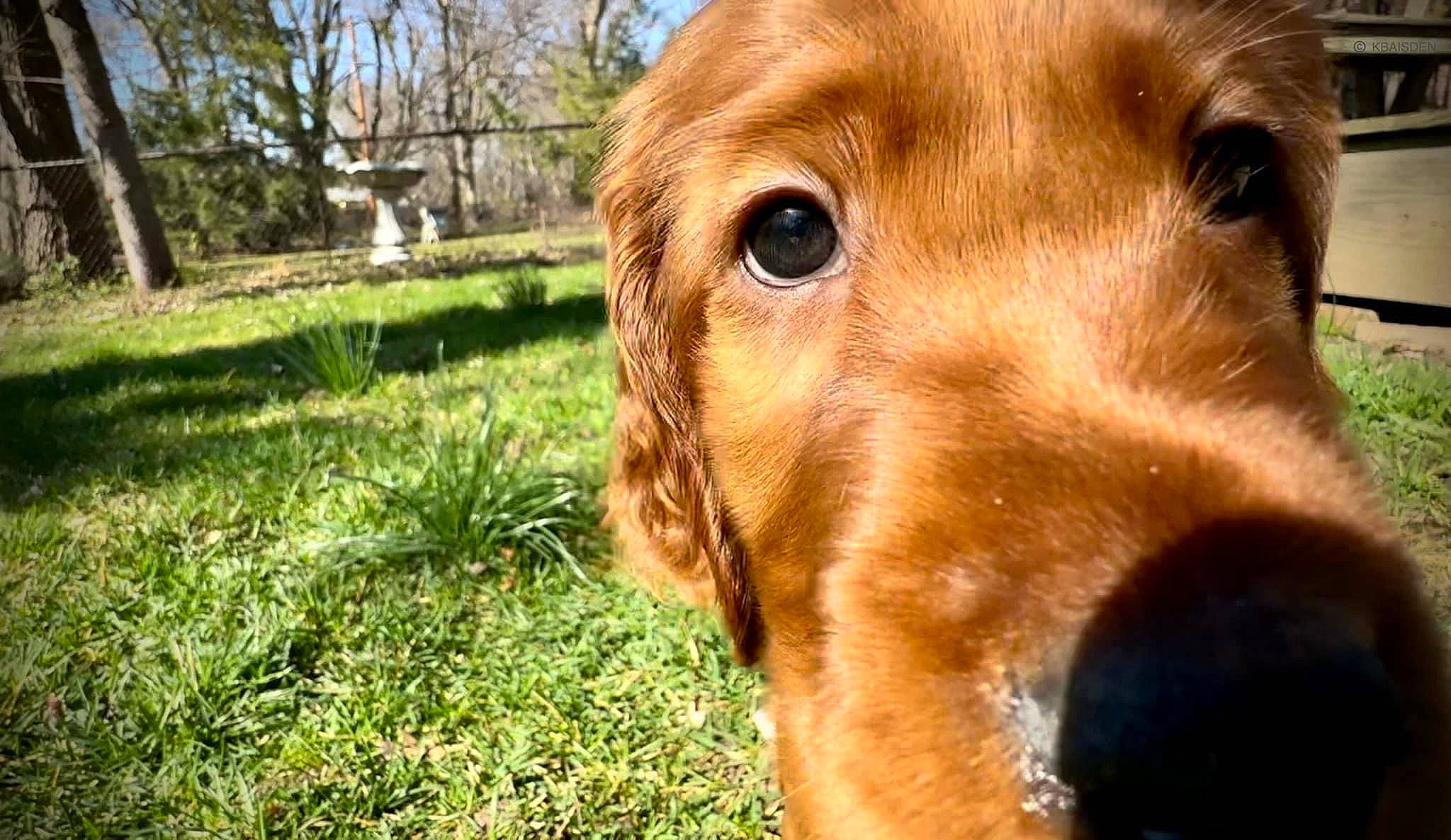 Finnegan is registered to the contest to win money with this photo: canidae, carnivore, companion_dog, dog, dog_breed, fawn, fur, grass, gun_dog, hound, hunting_dog, liver, plant, retriever, sky, snout, sporting_group, tree, whiskers, working_animal