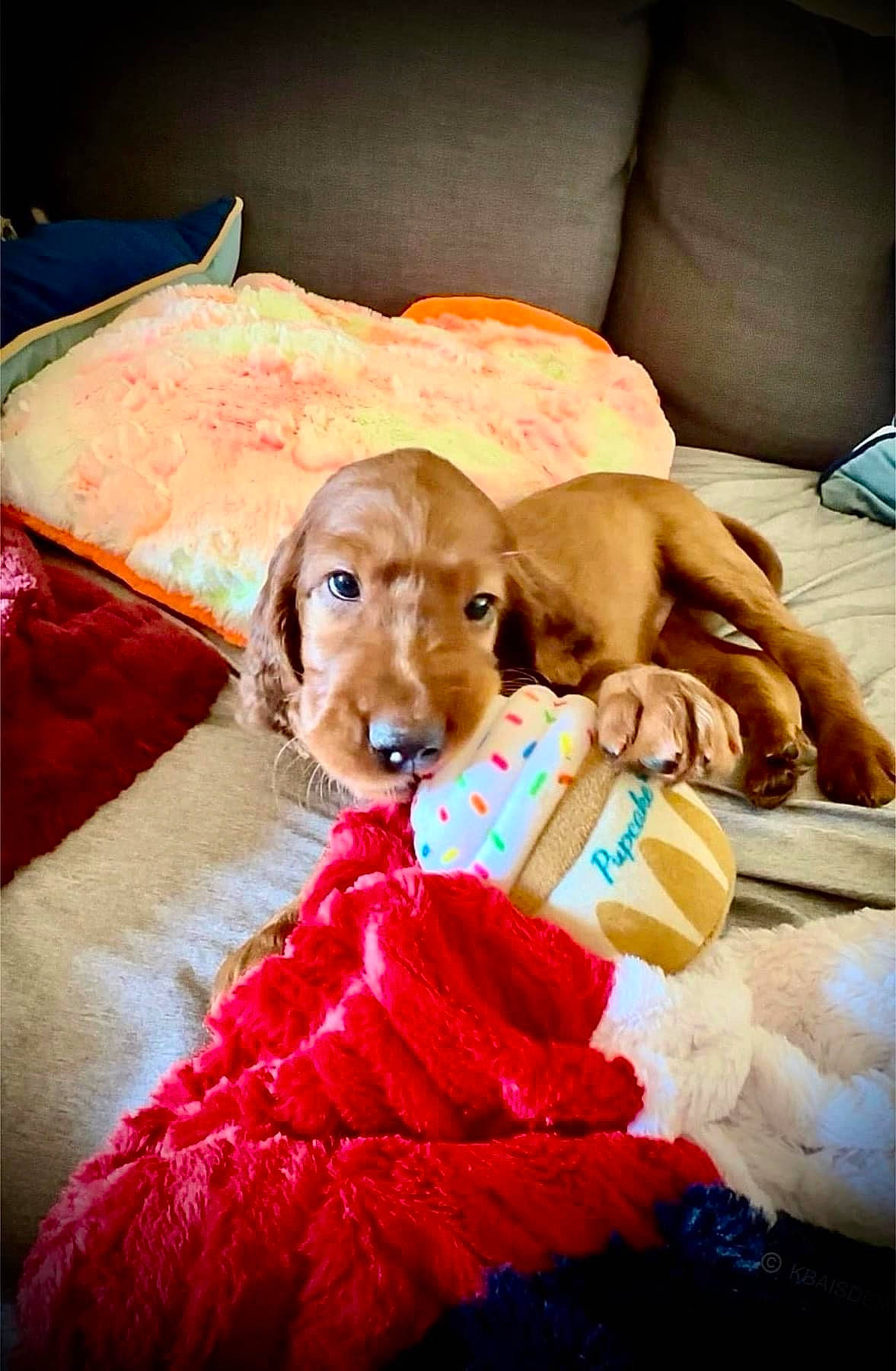 Finnegan is registered to the contest to win money with this photo: canidae, carnivore, comfort, companion_dog, couch, dog, dog_breed, event, fawn, fur, hat, linens, magenta, nap, pink, room, sitting, sporting_group, toy, toy_dog