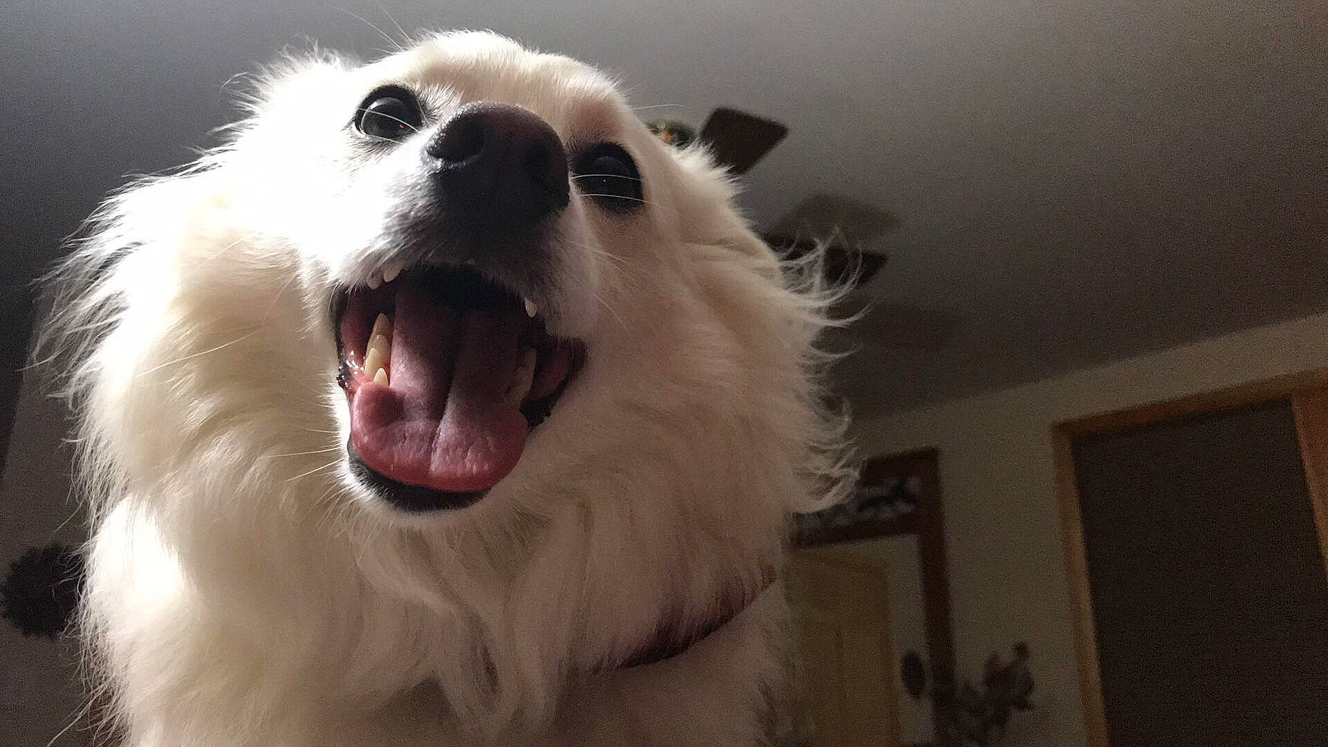 Ekko joined the competition — help win amazing prizes! american_eskimo_dog, canadian_eskimo_dog, canidae, carnivore, companion_dog, dog, dog_breed, facial_expression, german_spitz_mittel, indian_spitz, japanese_spitz, mammal, mouth, non_sporting_group, pomeranian, samoyed, snout, vertebrate, volpino_italiano, yawn