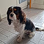 animal, canine, cavalier_king_charles_spaniel, companion, cute, dog, domestic, floor, fur, house, indoor, kitchen, looking, pet, puppy, sitting, tile_floor, tricolor, waiting, young_dog
