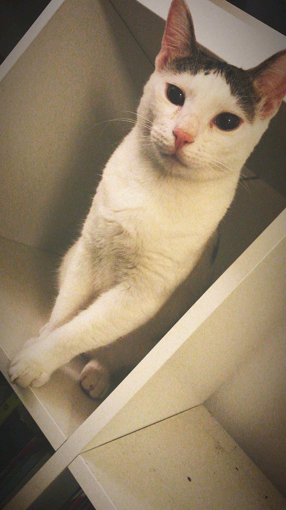 Grippe-sou participe au concours pour gagner de l'argent avec cette photo : aegean_cat, burmilla, cat, cat_like_mammal, domestic_short_haired_cat, european_shorthair, eye, fauna, fur, khao_manee, kitten, paw, skin, small_to_medium_sized_cats, snout, whiskers