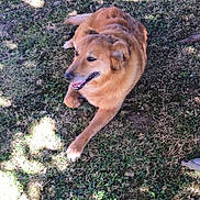 Cannelle a rejoint le concours — aidez-le/la à gagner de superbes lots ! dog, golden_brown, grass, outdoor, pet, canine, sunlight, shadow, lying_down, happy, nature, animal, fur, mammal, relaxed, daylight, smiling, playful, friendly, domestic