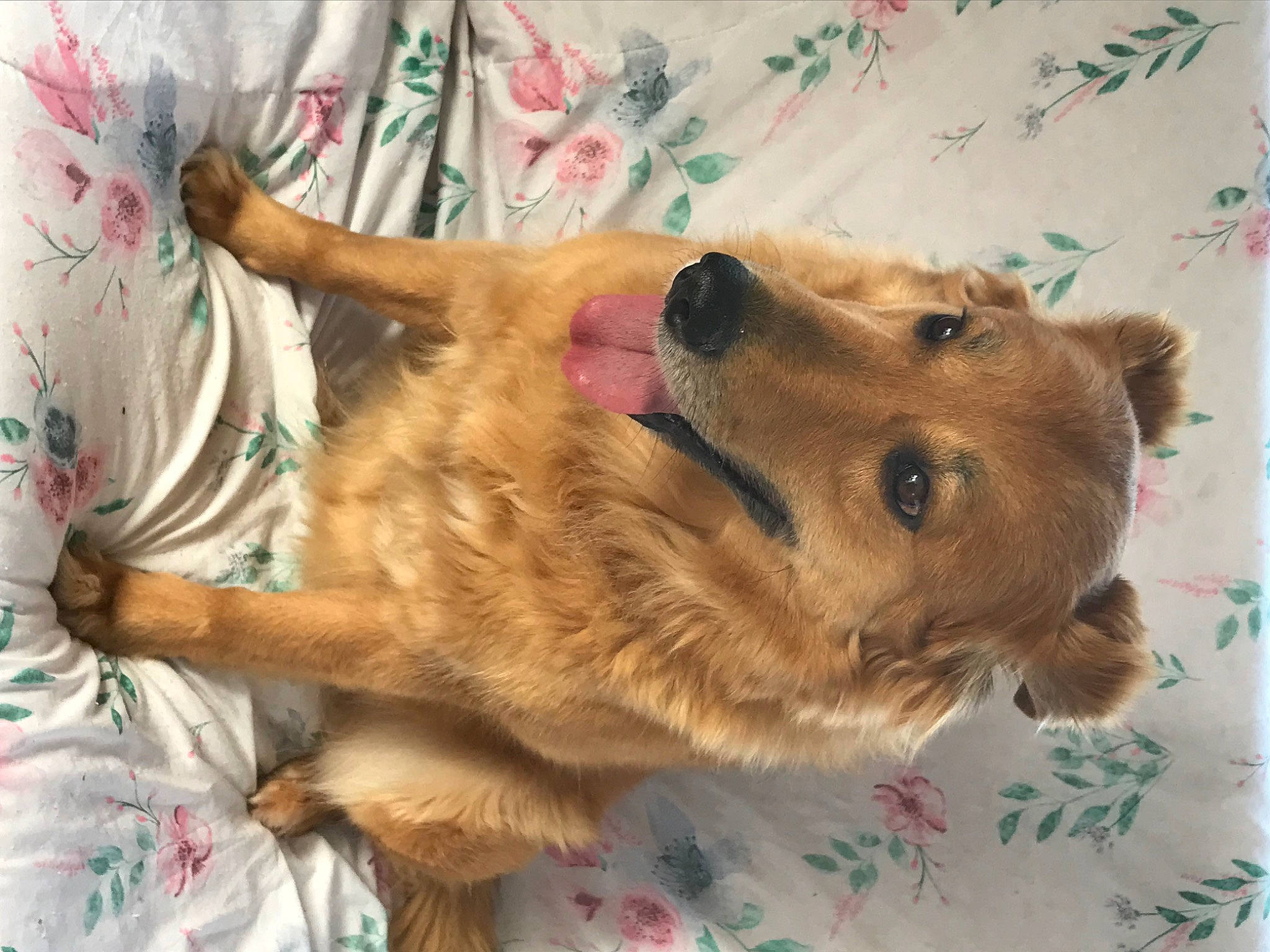 Cannelle participe au concours pour gagner de l'argent avec cette photo : canidae, carnivore, collar, companion_dog, dog, dog_breed, dog_supply, fawn, fur, handwriting, paw, pet_supply, snout, sporting_group, terrestrial_animal, working_animal