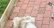 Molly a rejoint le concours — aidez-le/la à gagner de superbes lots ! dog, sleeping, outdoor, pavement, grass, brown, white, furry, pet, relaxed, lazy, animal, resting, sidewalk, daytime, canine, fluffy, quiet, nature, peaceful
