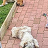 animal, brown, canine, daytime, dog, fluffy, furry, grass, lazy, nature, outdoor, pavement, peaceful, pet, quiet, relaxed, resting, sidewalk, sleeping, white