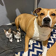 Molly participe au concours pour gagner de l'argent avec cette photo : dog, kitten, cat, animal, pet, indoor, blanket, floor, curious, lying, sitting, tan, white, gray_wall, cozy, domestic, small_kittens, large_dog, calm, companion