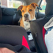 Molly a rejoint le concours — aidez-le/la à gagner de superbes lots ! dog, car, backseat, pet, animal, brown_dog, white_chest, seat, window, collar, leash, interior, vehicle, curious, looking, ears, face, daylight, travel, companion