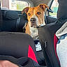 dog, car, backseat, pet, animal, brown_dog, white_chest, seat, window, collar, leash, interior, vehicle, curious, looking, ears, face, daylight, travel, companion