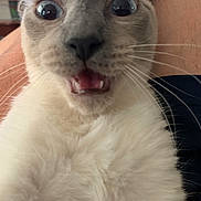 Girl is registered to the contest to win money with this photo: balinese, carnivore, cat, close_up, colorpoint_shorthair, eye, fawn, felidae, fur, javanese, small_to_medium_sized_cats, snout, thai, tonkinese, whiskers