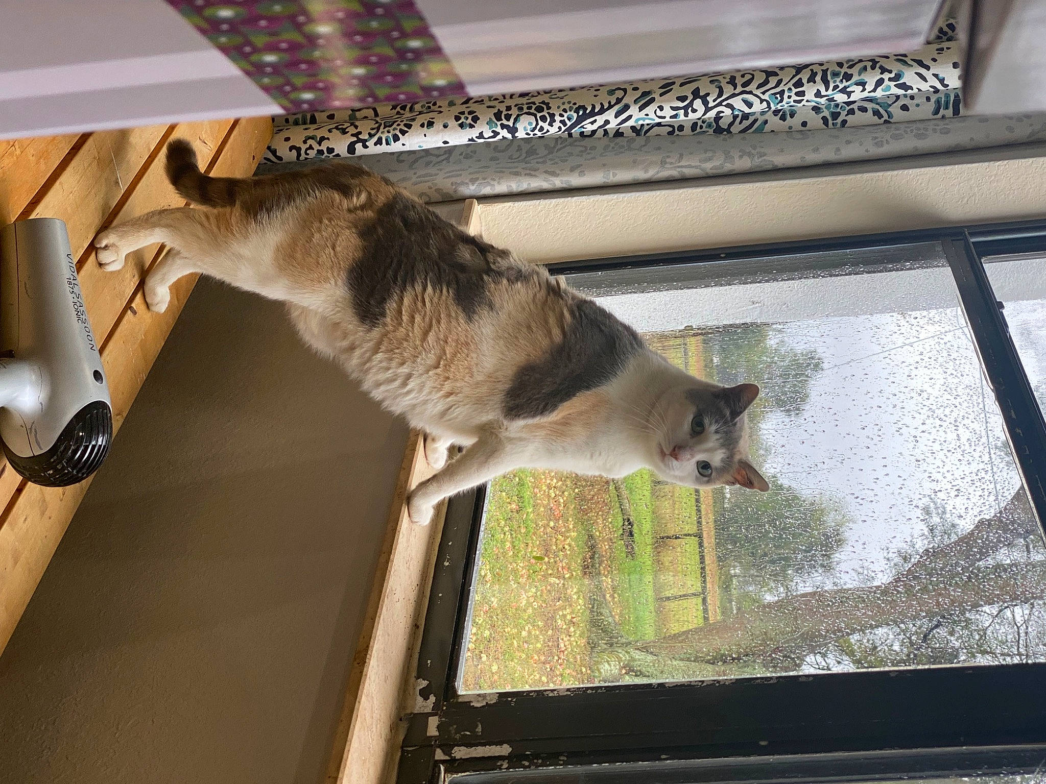 Felina Meow is registered to the contest to win money with this photo: carnivore, cat, daylighting, domestic_short_haired_cat, fawn, felidae, flooring, fur, glass, hardwood, plant, room, small_to_medium_sized_cats, tail, tree, whiskers, window, windshield, wood