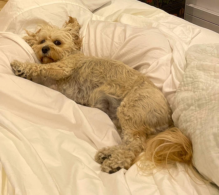 Muffin is registered to the contest to win money with this photo: bed, bedding, canidae, carnivore, comfort, companion_dog, couch, dog, dog_breed, duvet, fawn, felidae, fur, linens, small_terrier, snout, sporting_group, terrier, toy_dog, working_animal