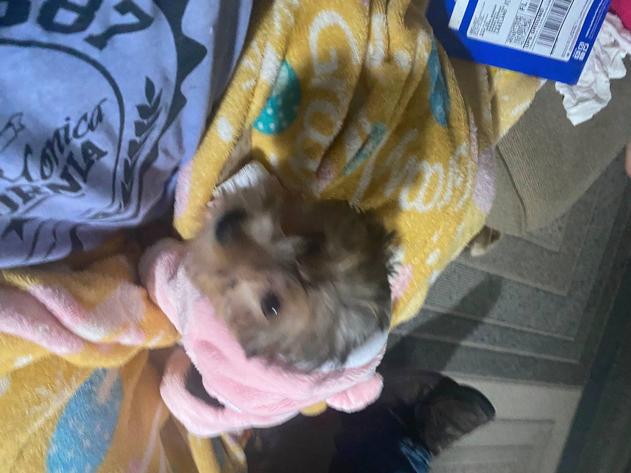 Trixi joined the competition — help win amazing prizes! canidae, carnivore, companion_dog, dog, dog_breed, domestic_short_haired_cat, fawn, felidae, fur, linens, muroidea, non_sporting_group, rat, rodent, small_to_medium_sized_cats, sporting_group, tail, toy_dog, whiskers, working_animal