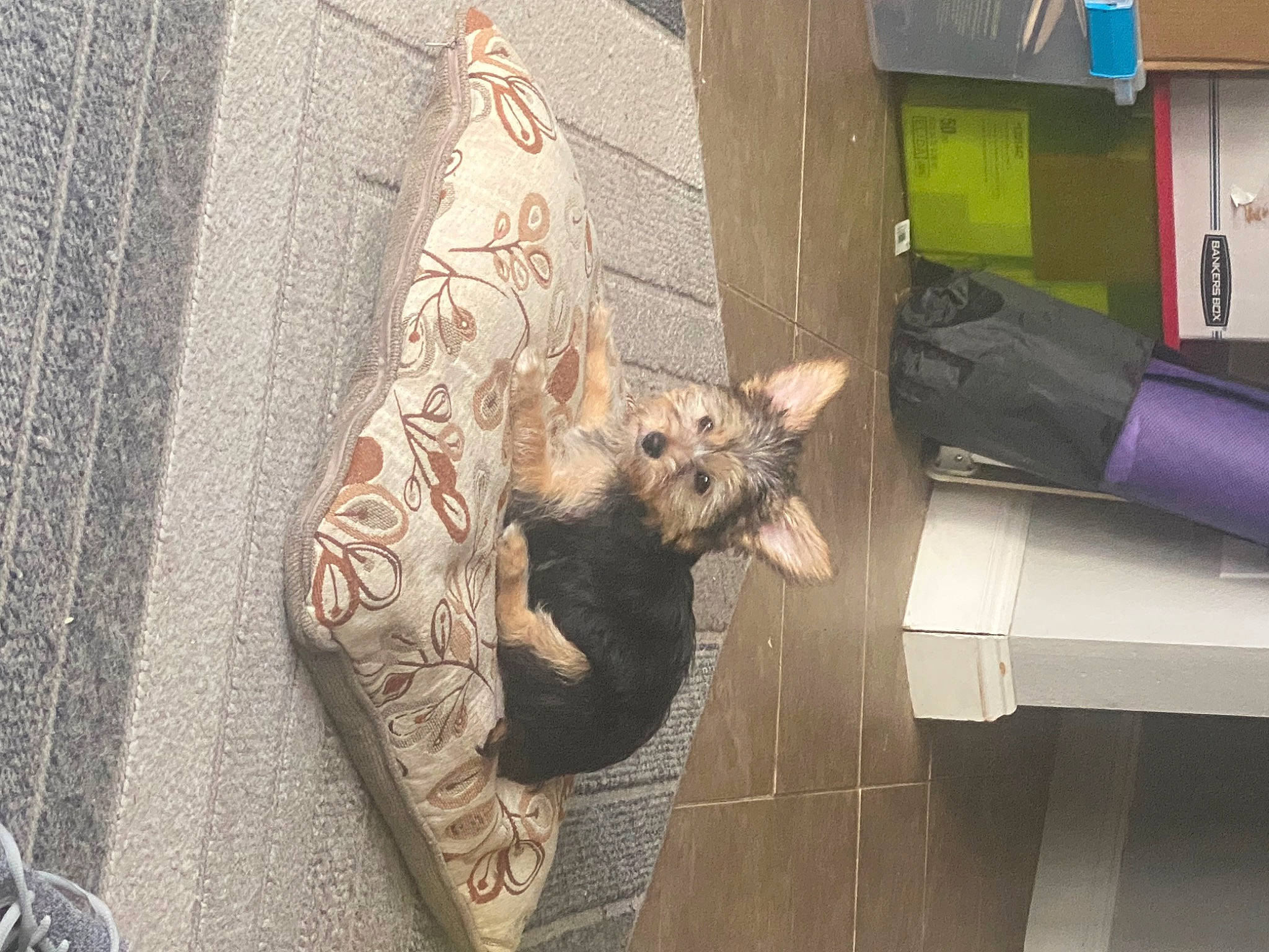 Trixi is registered to the contest to win money with this photo: art, canidae, claw, domestic_short_haired_cat, fawn, felidae, flooring, fur, pattern, plant, rat, road_surface, rodent, sidewalk, small_to_medium_sized_cats, tail, tree, visual_arts, whiskers, wood