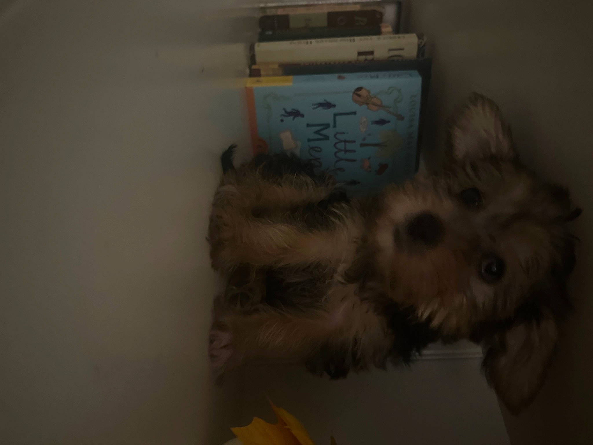 Trixi is registered to the contest to win money with this photo: box, canidae, carnivore, companion_dog, dog, dog_breed, dog_supply, fawn, felidae, fur, paw, pet_supply, small_terrier, small_to_medium_sized_cats, sporting_group, tail, terrier, toy, toy_dog, whiskers