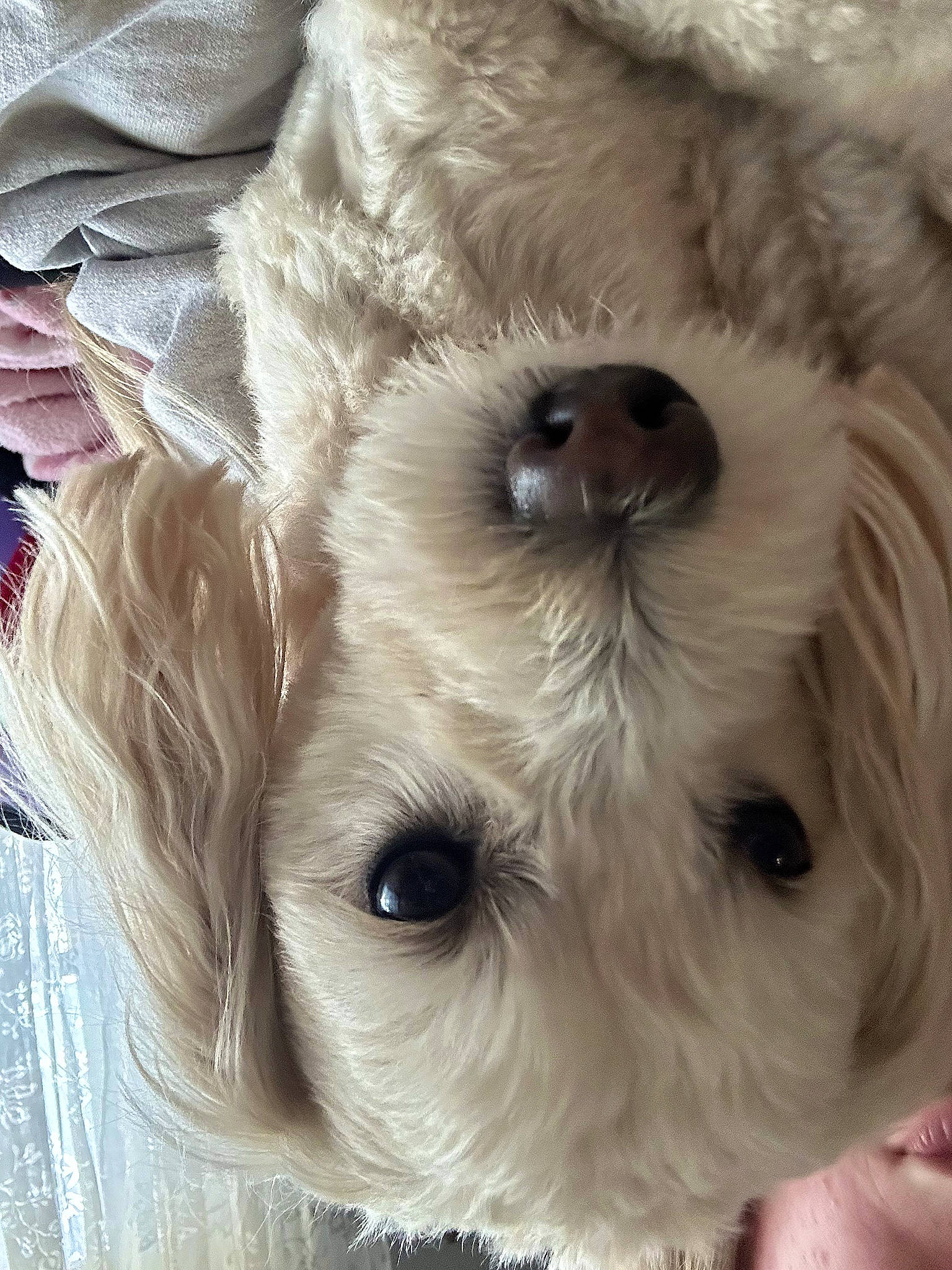 Sonny is registered to the contest to win money with this photo: canidae, carnivore, close_up, companion_dog, dog, dog_breed, dog_collar, fawn, fur, liver, mammal, pet_supply, snout, sporting_group, stuffed_toy, toy, toy_dog, vertebrate, white, working_animal