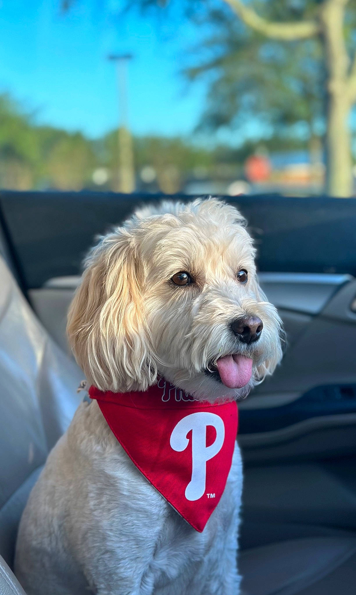 Sonny is registered to the contest to win money with this photo: canidae, carnivore, collar, companion_dog, dog, dog_breed, dog_clothes, dog_collar, dog_supply, fashion_accessory, fur, leash, sky, small_terrier, snout, sporting_group, terrier, toy_dog, working_animal