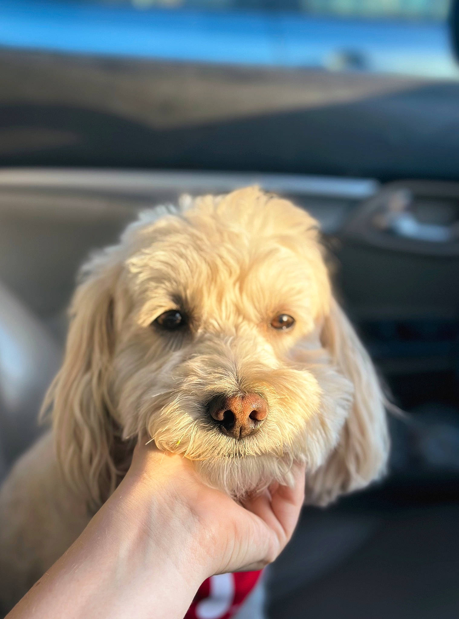 Sonny joined the competition — help win amazing prizes! blond, canidae, carnivore, comfort, companion_dog, dog, dog_breed, fur, labradoodle, nail, non_sporting_group, puppy_love, sitting, small_terrier, terrier, toy_dog, wrinkle, yorkipoo