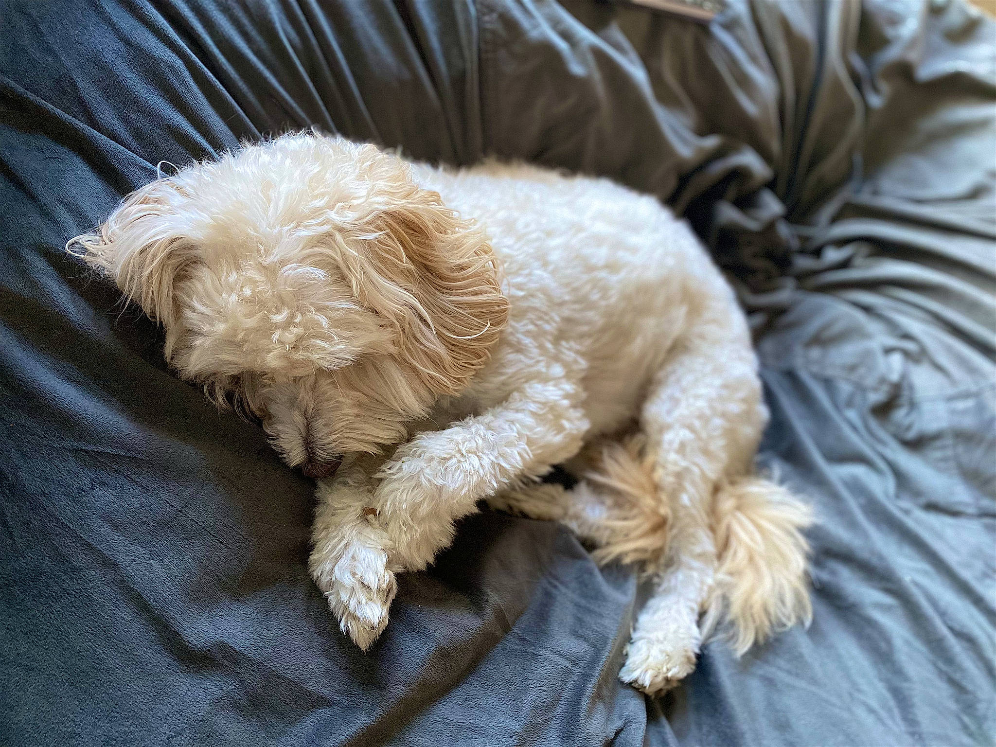 Sonny joined the competition — help win amazing prizes! canidae, carnivore, comfort, companion_dog, dog, dog_breed, dog_collar, fur, labradoodle, maltepoo, non_sporting_group, poodle, poodle_crossbreed, snout, sporting_group, tail, terrier, toy_dog, water_dog, working_animal