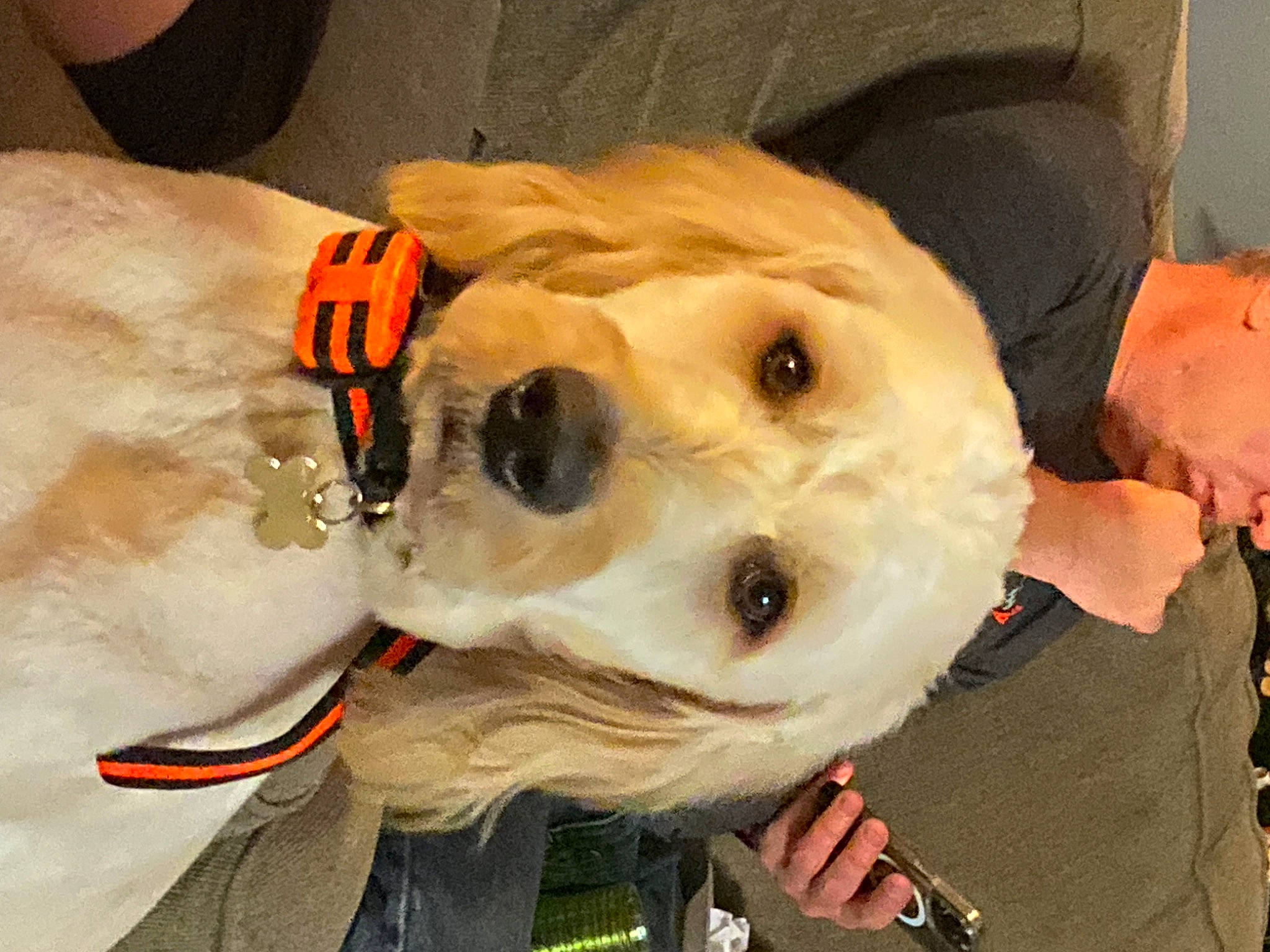 Apollo joined the competition — help win amazing prizes! canidae, carnivore, companion_dog, dog_breed, fawn, fur, hat, personal_protective_equipment, snout, sporting_group, working_animal