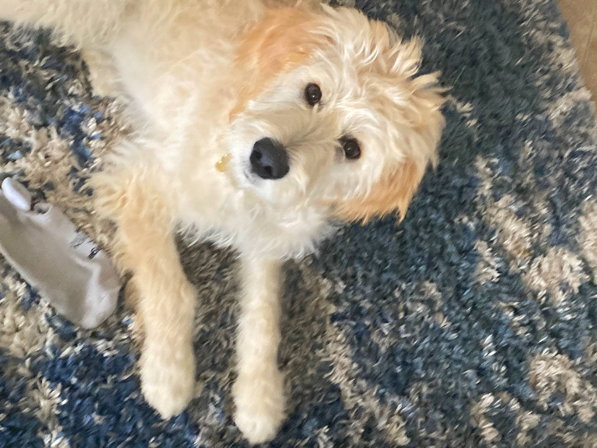 Apollo is registered to the contest to win money with this photo: canidae, carnivore, companion_dog, dog, dog_breed, dog_collar, dog_supply, fawn, fur, labradoodle, maltepoo, small_terrier, snout, sporting_group, tail, terrier, toy, toy_dog, water_dog, working_animal