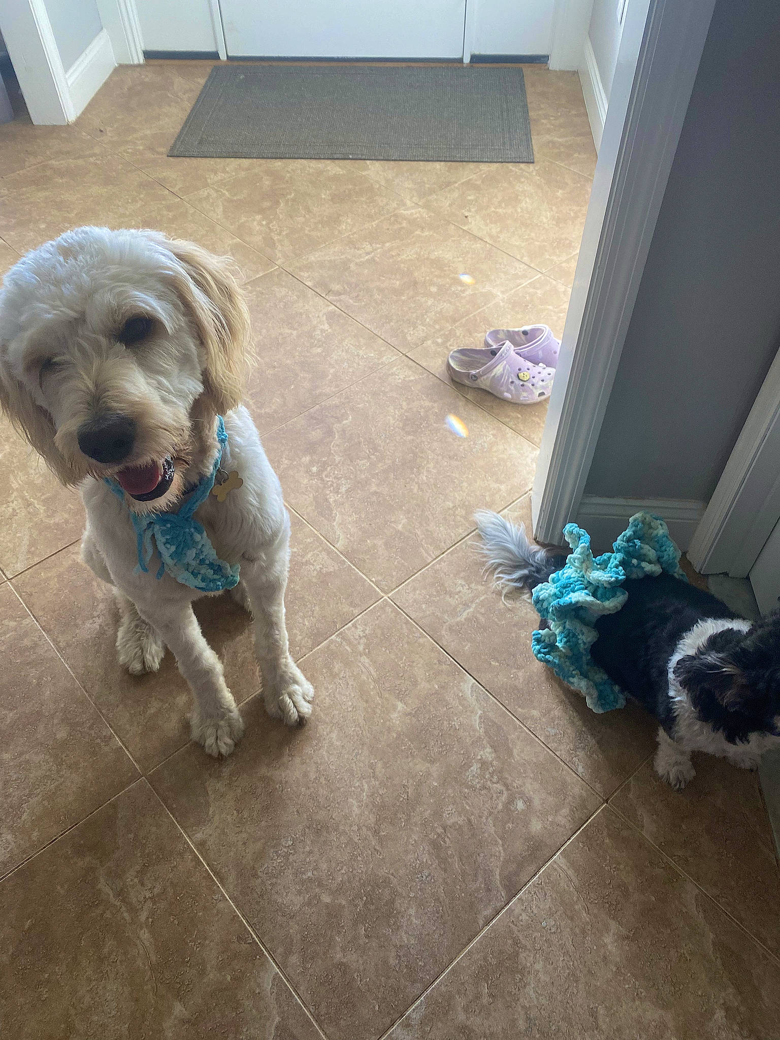 Apollo joined the competition — help win amazing prizes! carnivore, chair, companion_dog, dog, dog_breed, dog_collar, dog_supply, floor, flooring, hardwood, laminate_flooring, mammal, pet_supply, sporting_group, tail, terrier, toy_dog, wood, wood_flooring, working_animal