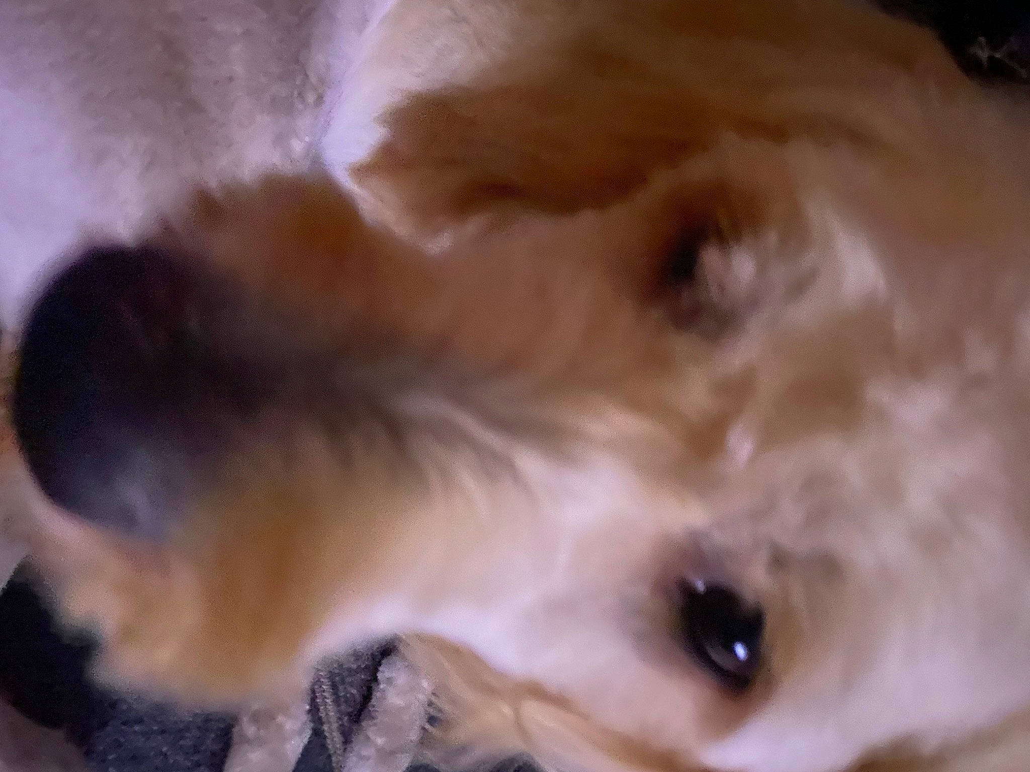 Apollo is registered to the contest to win money with this photo: canidae, carnivore, close_up, companion_dog, dog, dog_breed, ear, eyelash, fawn, felidae, fur, non_sporting_group, paw, small_to_medium_sized_cats, snout, sporting_group, terrestrial_animal, toy_dog, whiskers