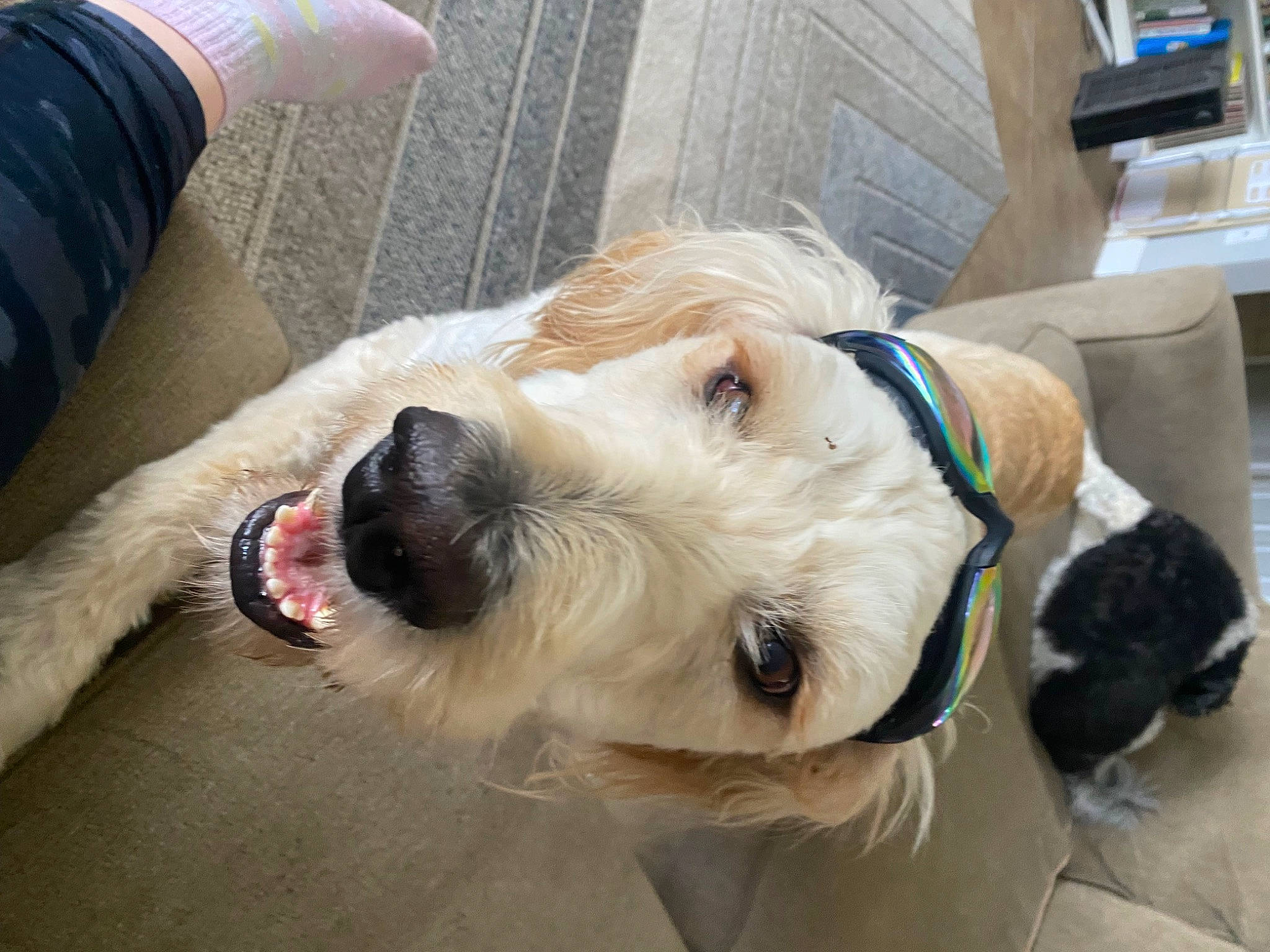 Apollo joined the competition — help win amazing prizes! canidae, carnivore, collar, companion_dog, dog, dog_breed, dog_clothes, dog_collar, dog_supply, fawn, fur, leash, pet_supply, schnauzer, small_terrier, snout, sporting_group, stuffed_toy, toy_dog, working_animal