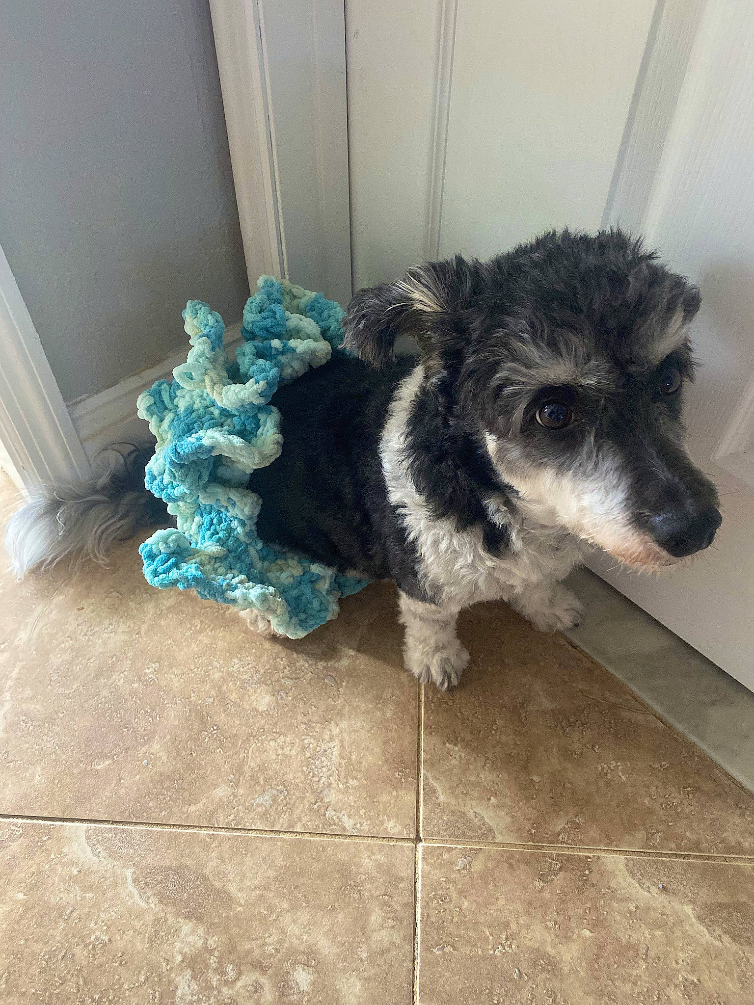 Piper is registered to the contest to win money with this photo: canidae, carnivore, companion_dog, dog, dog_breed, dog_supply, electric_blue, floor, flooring, fur, non_sporting_group, paw, snout, sporting_group, tail, terrestrial_animal, terrier, toy_dog, water_dog, working_animal