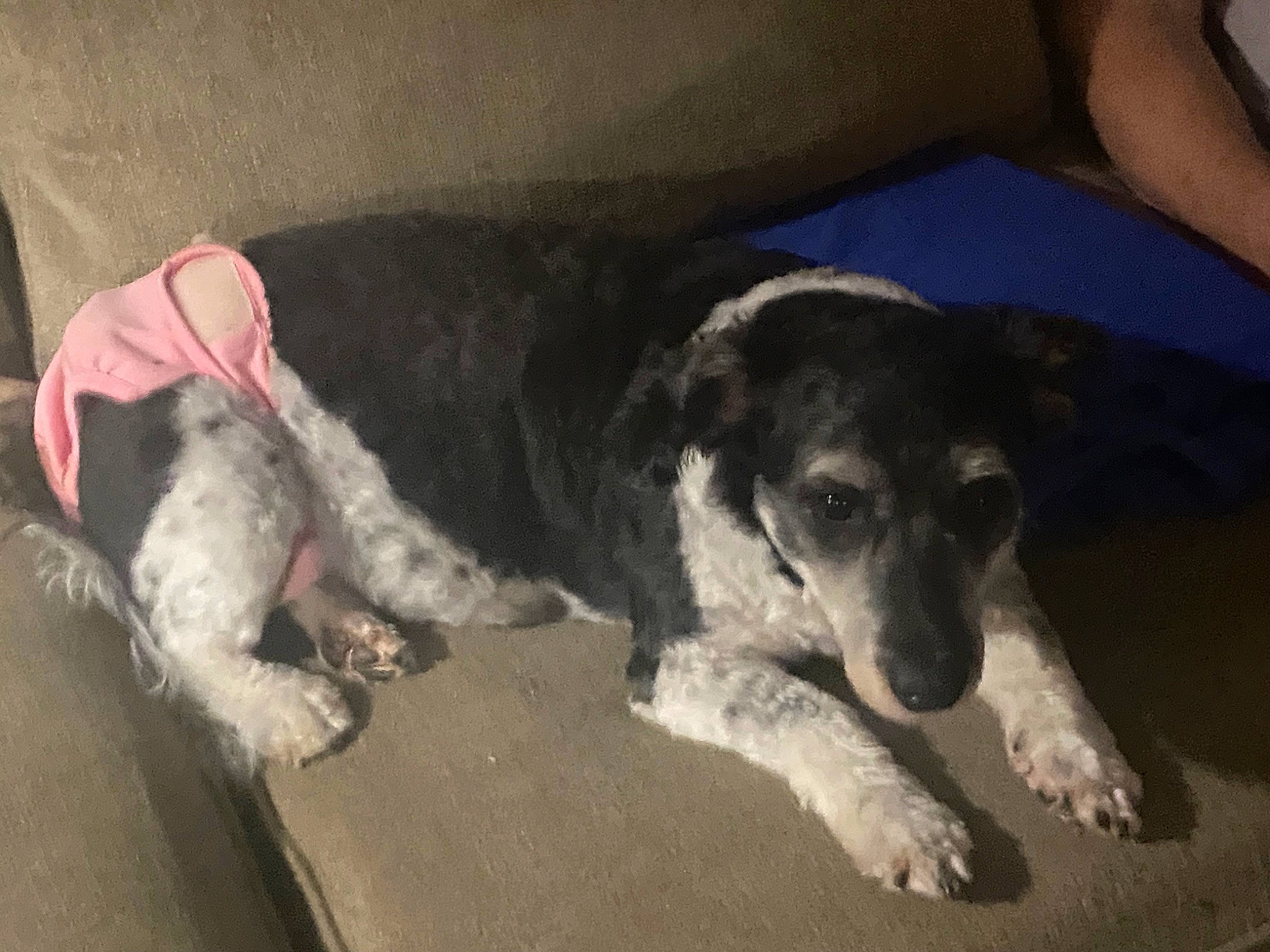 Piper joined the competition — help win amazing prizes! bored, canidae, carnivore, comfort, companion_dog, couch, dog, dog_breed, fur, mammal, paw, snout, sporting_group, terrestrial_animal, vertebrate, working_animal, working_dog