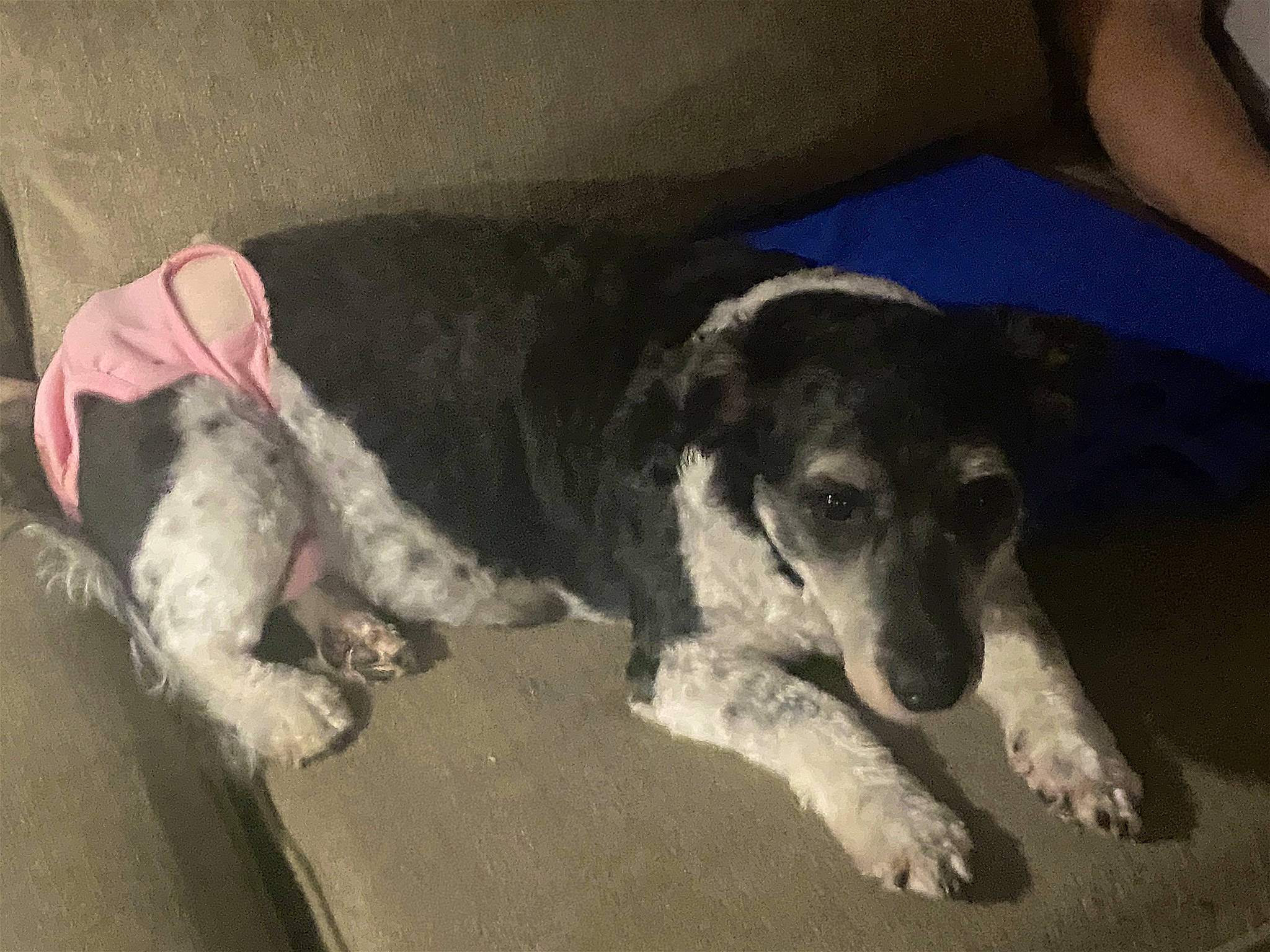 Piper is registered to the contest to win money with this photo: bored, canidae, carnivore, comfort, companion_dog, couch, dog, dog_breed, fur, paw, snout, sporting_group, terrestrial_animal, vertebrate, working_animal, working_dog