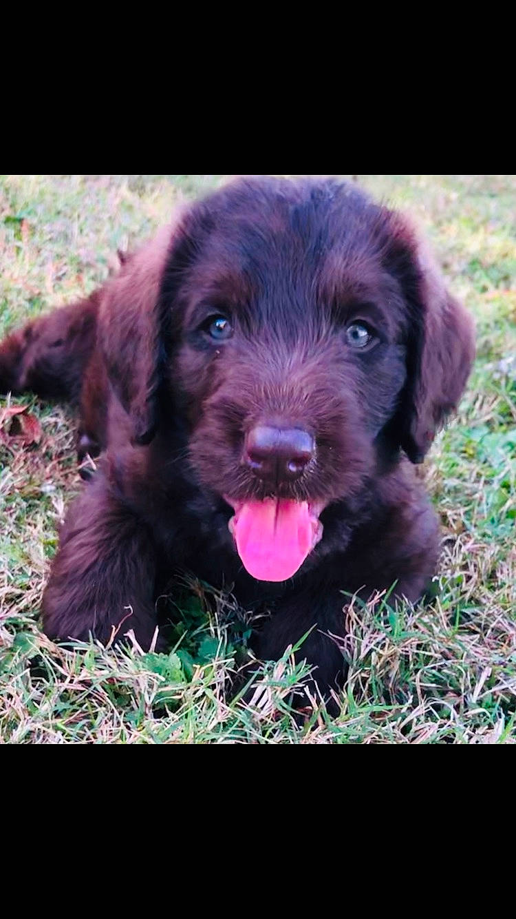 Tucker joined the competition — help win amazing prizes! beagador, boykin_spaniel, canidae, carnivore, dog, dog_breed, flat_coated_retriever, hunting_dog, labradoodle, labrador_retriever, liver, mammal, pudelpointer, puppy, rare_breed_dog, retriever, spaniel, sporting_group, vertebrate