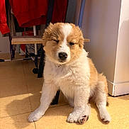 Alma a rejoint le concours — aidez-le/la à gagner de superbes lots ! animal, brown, chair, clothing, cute, dog, domestic, floor, fur, furry, indoor, pet, puppy, red, relaxing, shadow, sitting, tile, white, young