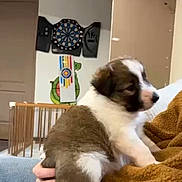 Alma a rejoint le concours — aidez-le/la à gagner de superbes lots ! puppy, dog, brown_and_white_fur, hand, blanket, jeans, dartboard, baby_gate, indoor, wall_art, door, couch, cozy, close_up, fur, eyes, cute, pet, sitting, home