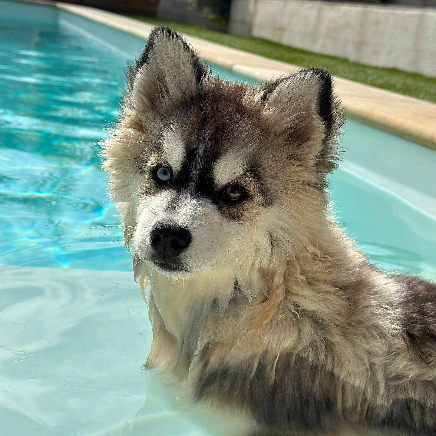 Vaki participe au concours pour gagner de l'argent avec cette photo : animal, backyard, blue_eye, brown_eye, cute, dog, fur, husky, mammal, nature, outdoor, pet, pool, portrait, puppy, relaxing, summer, sunny, water, wet