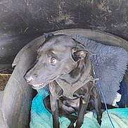 Buddy joined the competition — help win amazing prizes! dog, black_dog, pet_bed, blanket, harness, indoor, animal, canine, resting, fur, looking_away, comfort, cozy, domestic_animal, side_view, cute, sitting, leash, soft_texture, relaxed