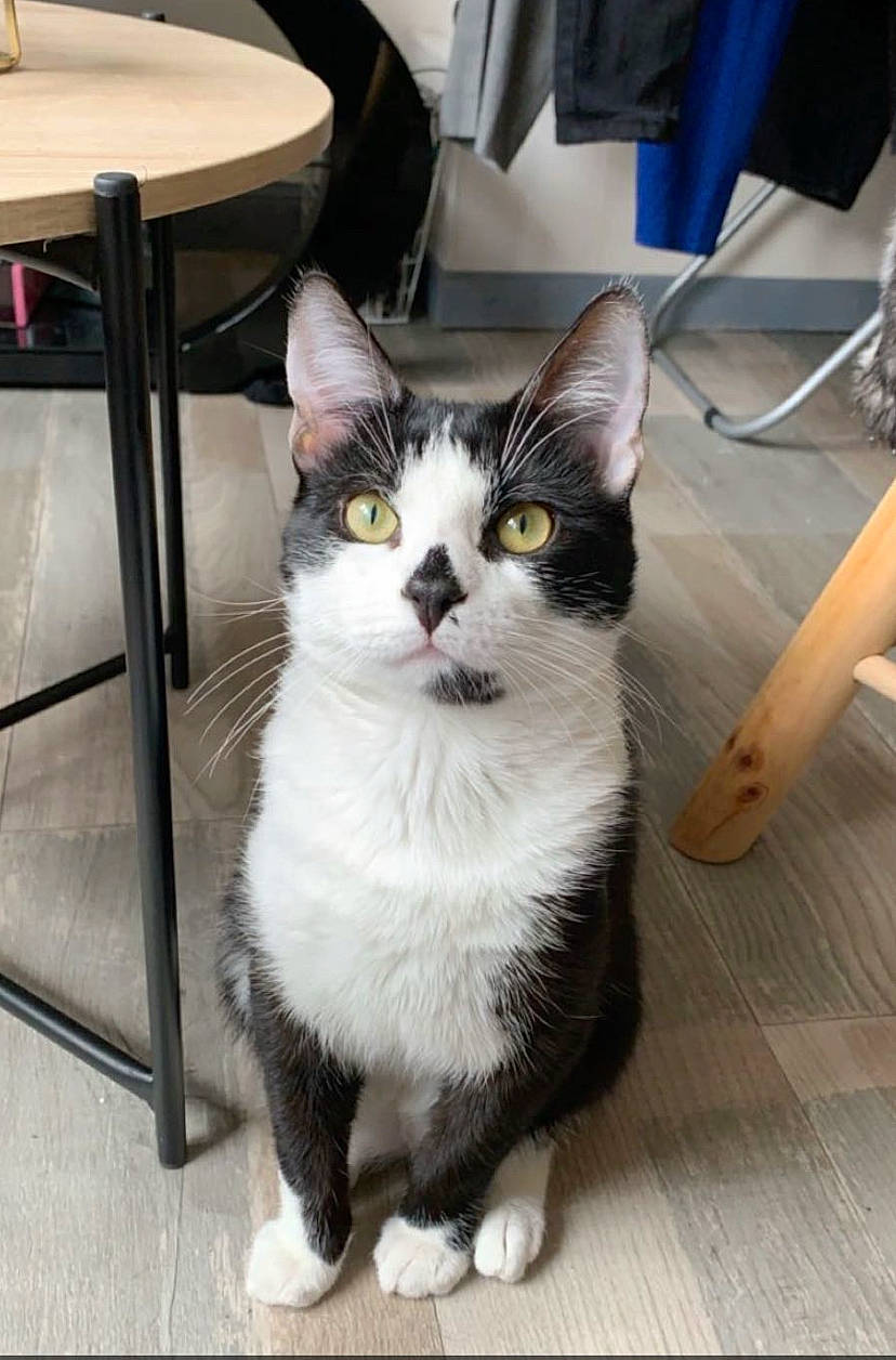 Popette participe au concours pour gagner de l'argent avec cette photo : automotive_tire, box, carnivore, cat, chair, domestic_short_haired_cat, felidae, floor, flooring, fur, grey, hardwood, packaging_and_labeling, paw, sitting, small_to_medium_sized_cats, snout, tail, whiskers, window