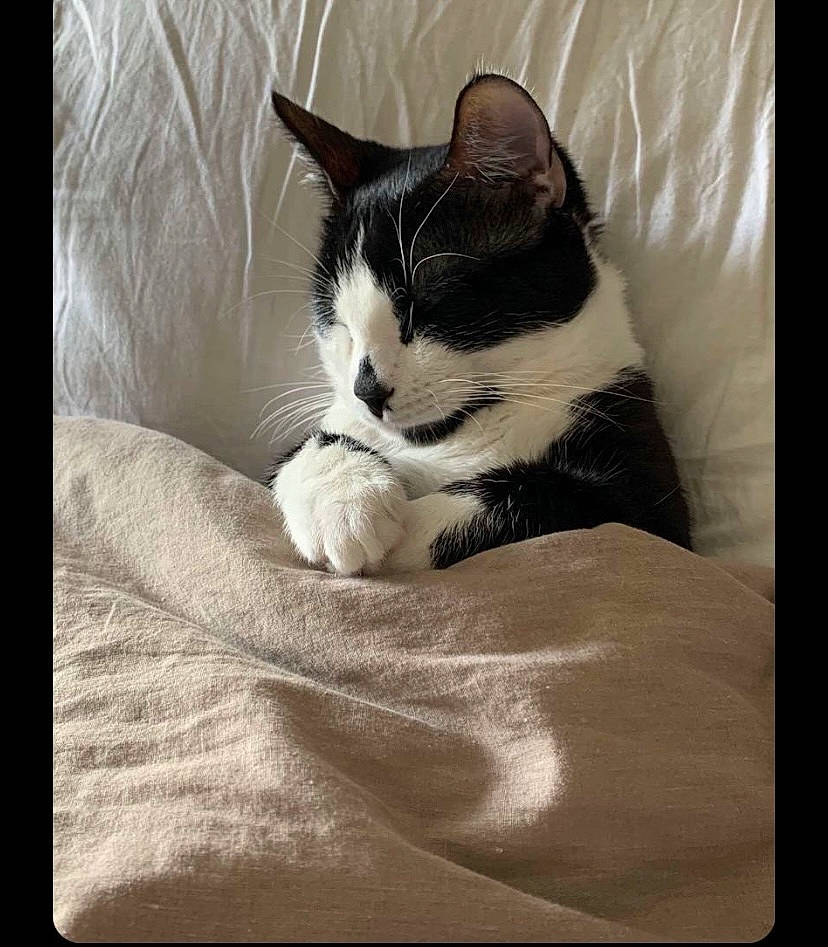 Popette participe au concours pour gagner de l'argent avec cette photo : bedding, carnivore, cat, comfort, domestic_short_haired_cat, felidae, foot, fur, grey, human_leg, linens, monochrome_photography, nap, paw, rectangle, sitting, small_to_medium_sized_cats, snout, tail, whiskers