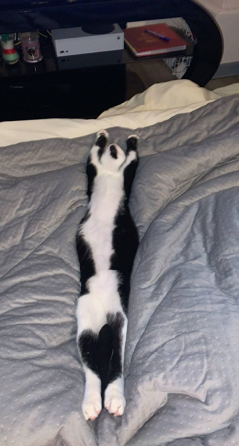 Popette a rejoint le concours — aidez-le/la à gagner de superbes lots ! canidae, carnivore, claw, comfort, companion_dog, computer_keyboard, couch, dog_breed, felidae, fur, linens, mustelidae, paw, small_to_medium_sized_cats, snout, sporting_group, tail, terrestrial_animal, whiskers, wildlife